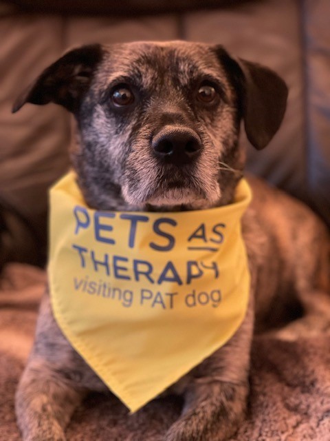 Therapy dog called Otis