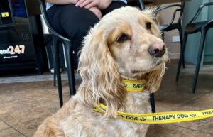 New therapy dog Bella