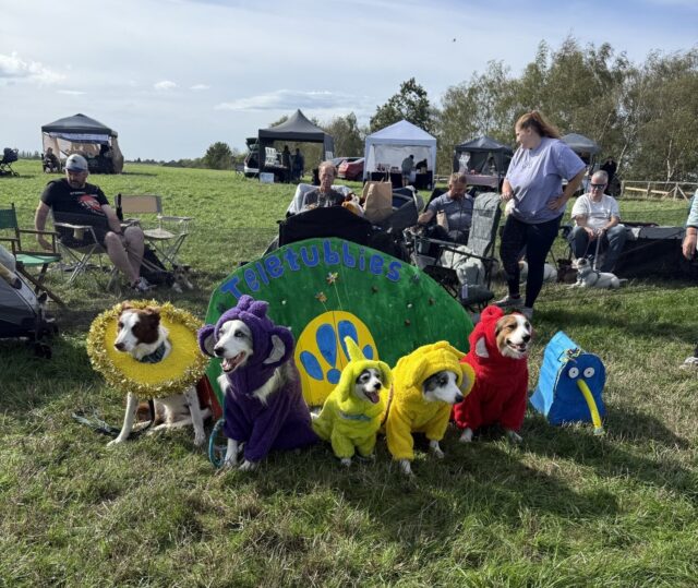 Five dogs in colorful Teletubbies-themed costumes pose on a grassy field beside a “Teletubbies” display.